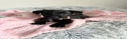 Patterdale Terrier dogs for sale: Patterdale puppies  - Advert 17