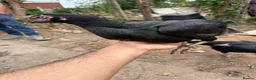 Chickens poultry for sale: Aseel hen - Advert 3