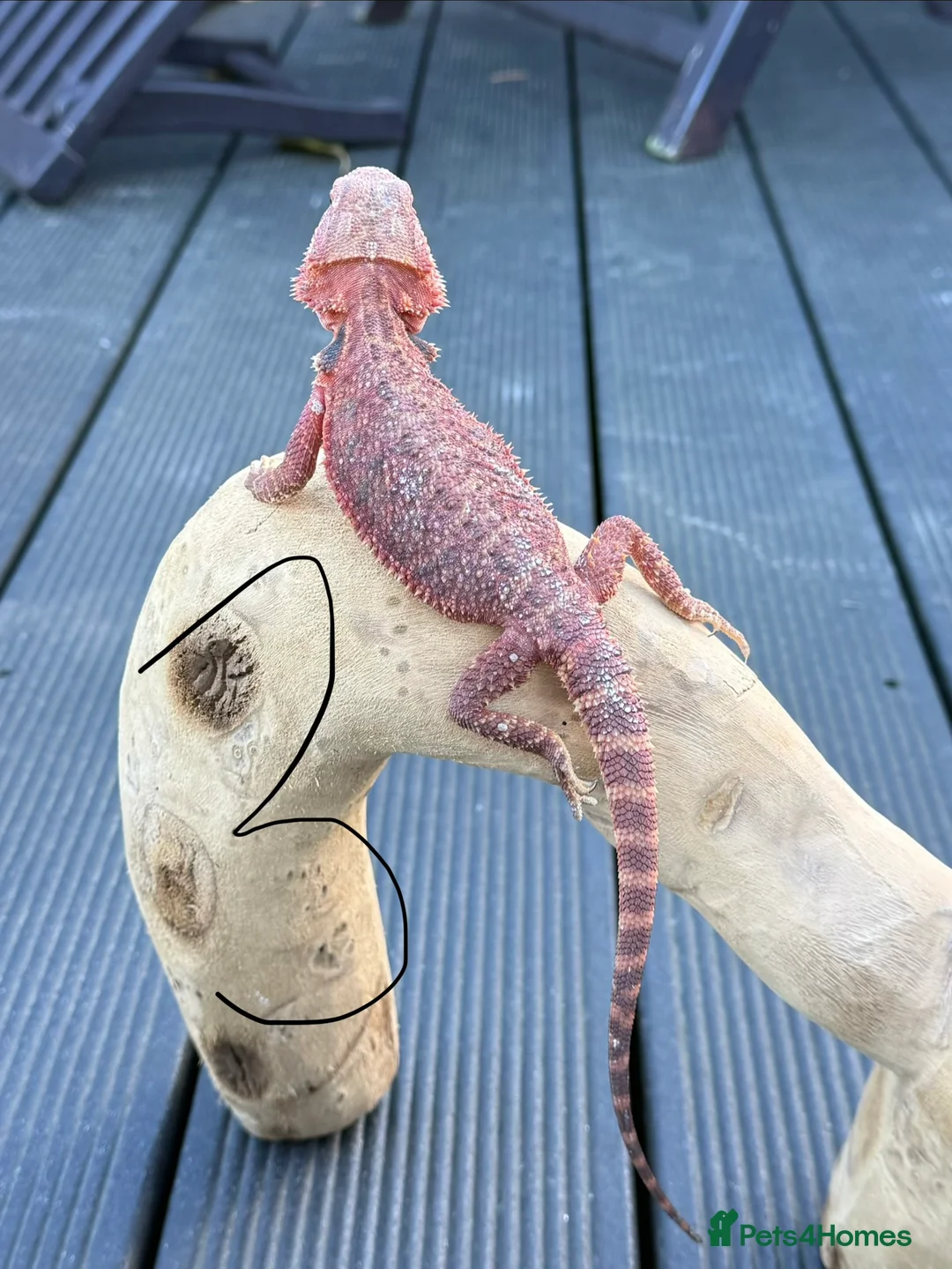 Bearded Dragon reptiles for sale: Red Monster  - Advert 3