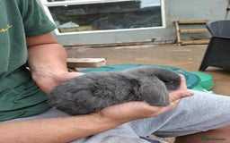 Mini Lop rabbits for sale: Mini lop bunnies  - Image 10