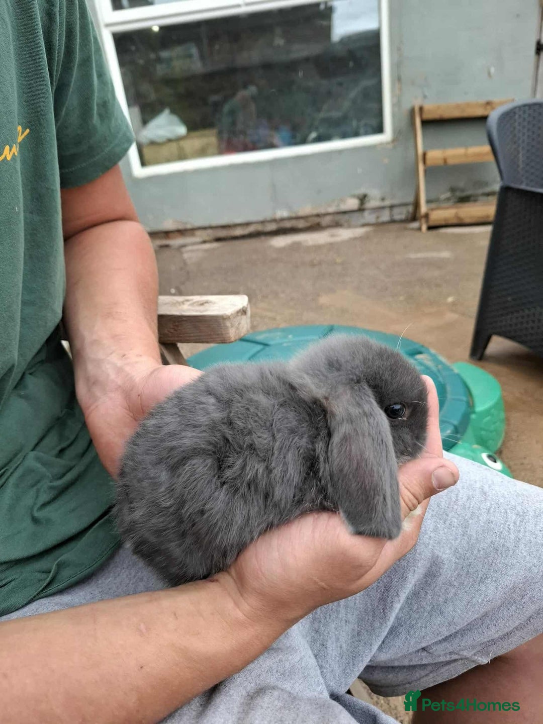 Mini Lop rabbits for sale: Mini lop bunnies  - Image 10