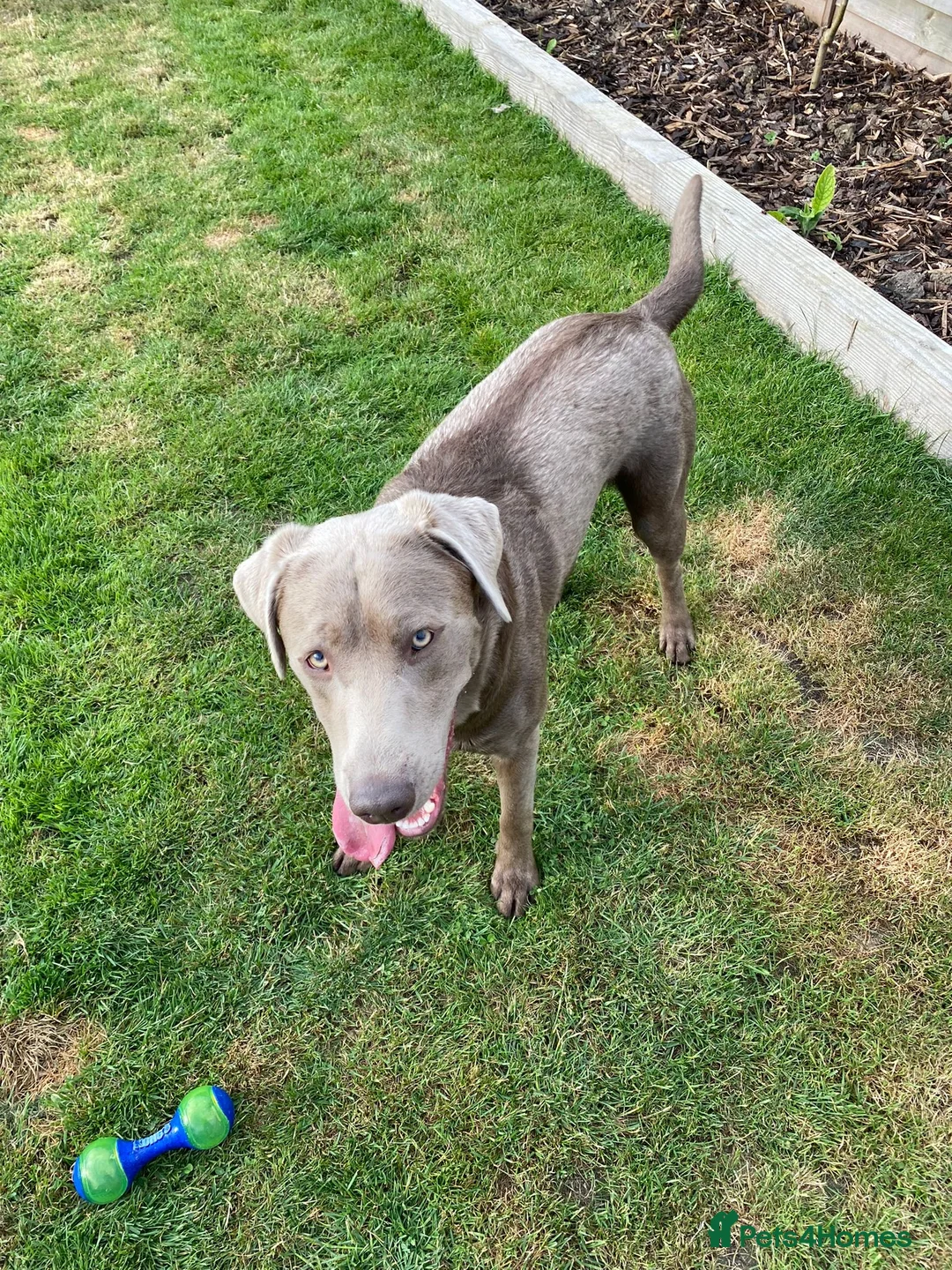 Labrador Retriever dogs for stud: Championship lines, KC silver lab stud 0.0% COI in Cambridge - Advert 18