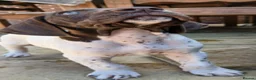 German Shorthaired Pointer dogs for sale: Beautiful German short haired pointer puppy's  - Advert 13