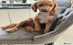 Cockapoo dogs for sale: Beautiful 3 year old female cockapoo - Image 5