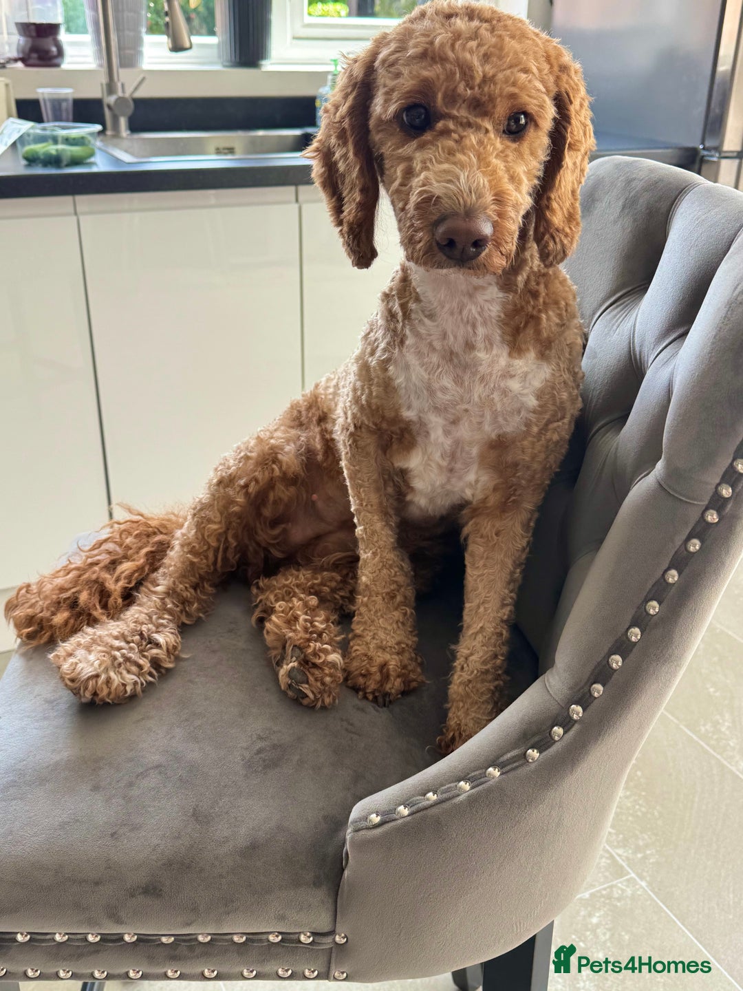 Cockapoo dogs for sale: Beautiful 3 year old female cockapoo - Image 5