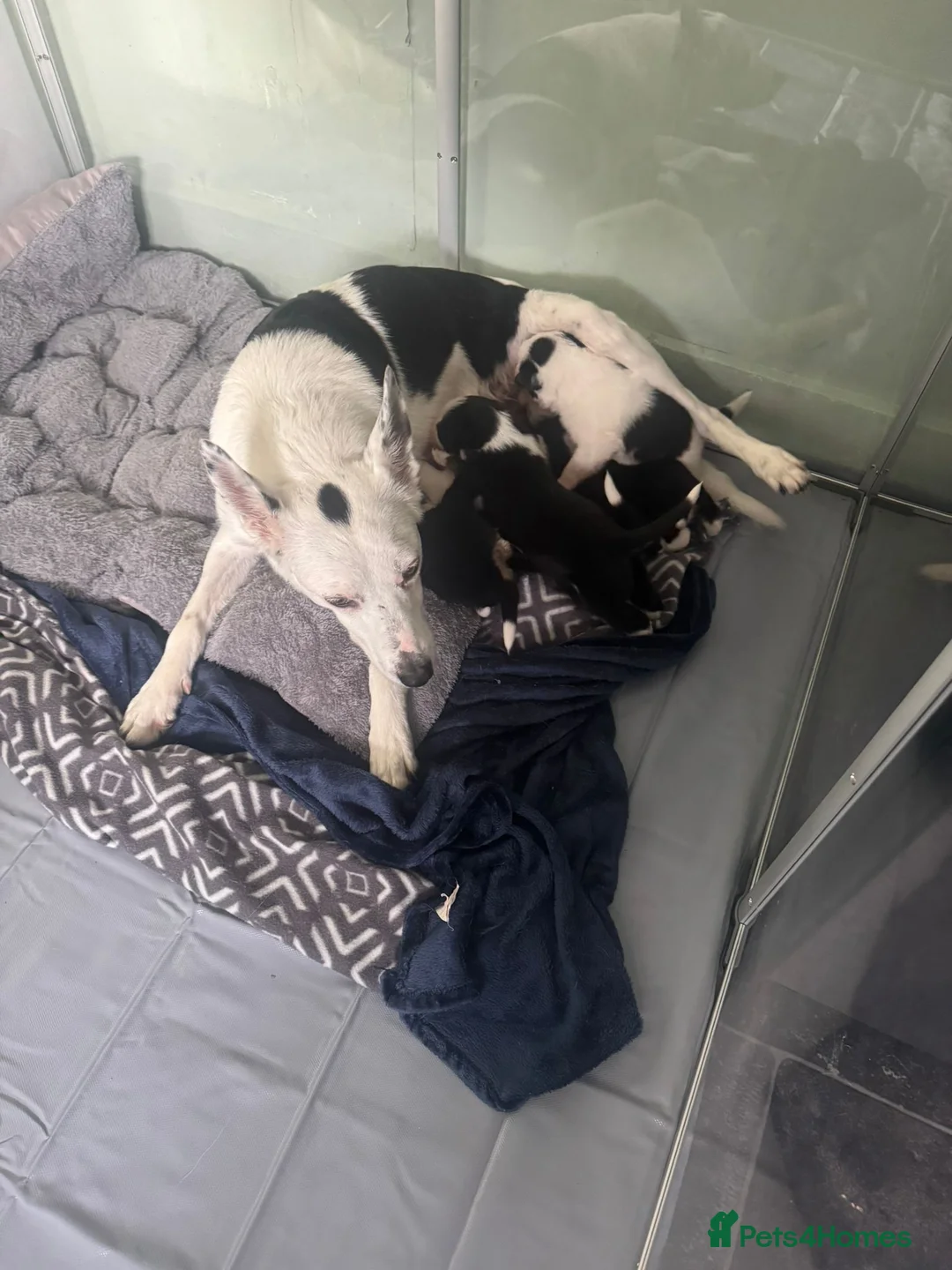 Border Collie dogs for sale: 1 Border Collie Pup - Health tested clear parents - Advert 8