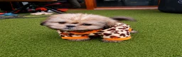 Shih Tzu dogs for sale: Beautiful Shih Tzu Puppies – 2 Boys, 4 Girls - Advert 6