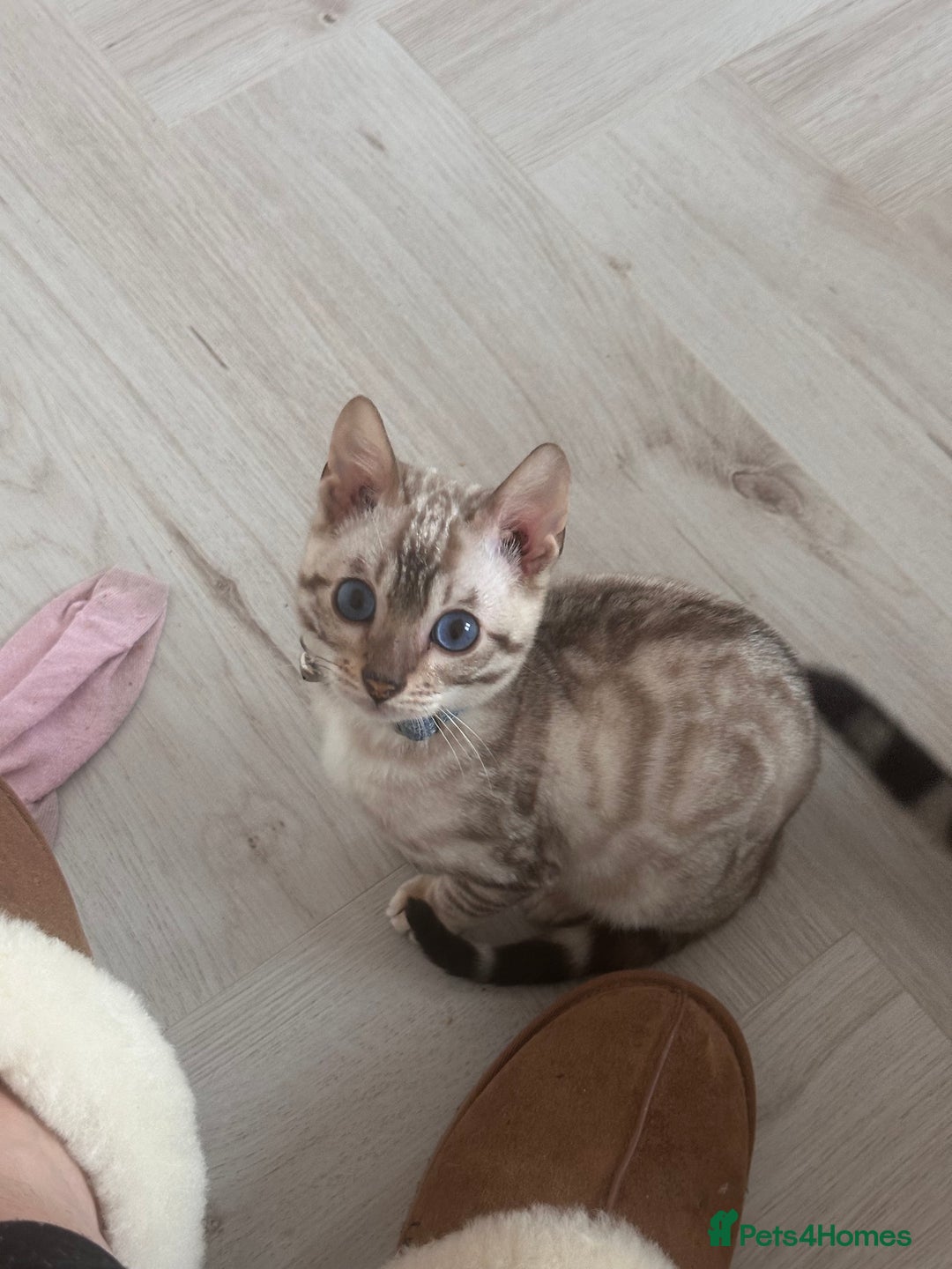Bengal cats for sale: Snow lynx bengal  - Advert 13