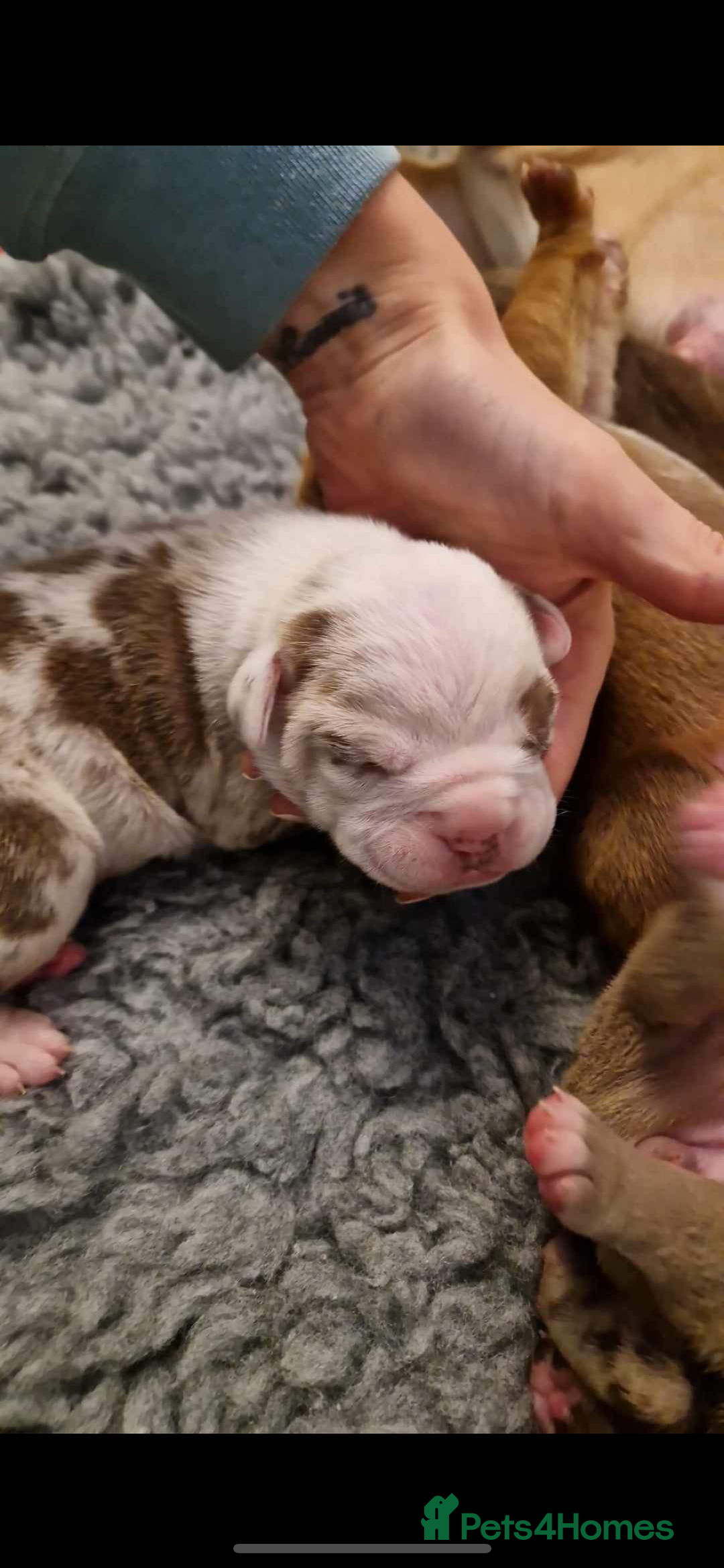 Olde English Bulldogge dogs for stud: OEB 🐶⭐️DEL~BOY ⭐️🐶 First time Stud  - Image 4