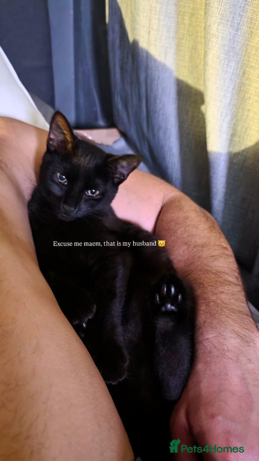 Domestic Shorthair cats for sale: Free neutered family friendly cat for a good home  - Image 6