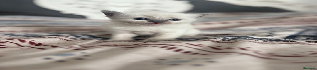 Ragdoll Kitten 1