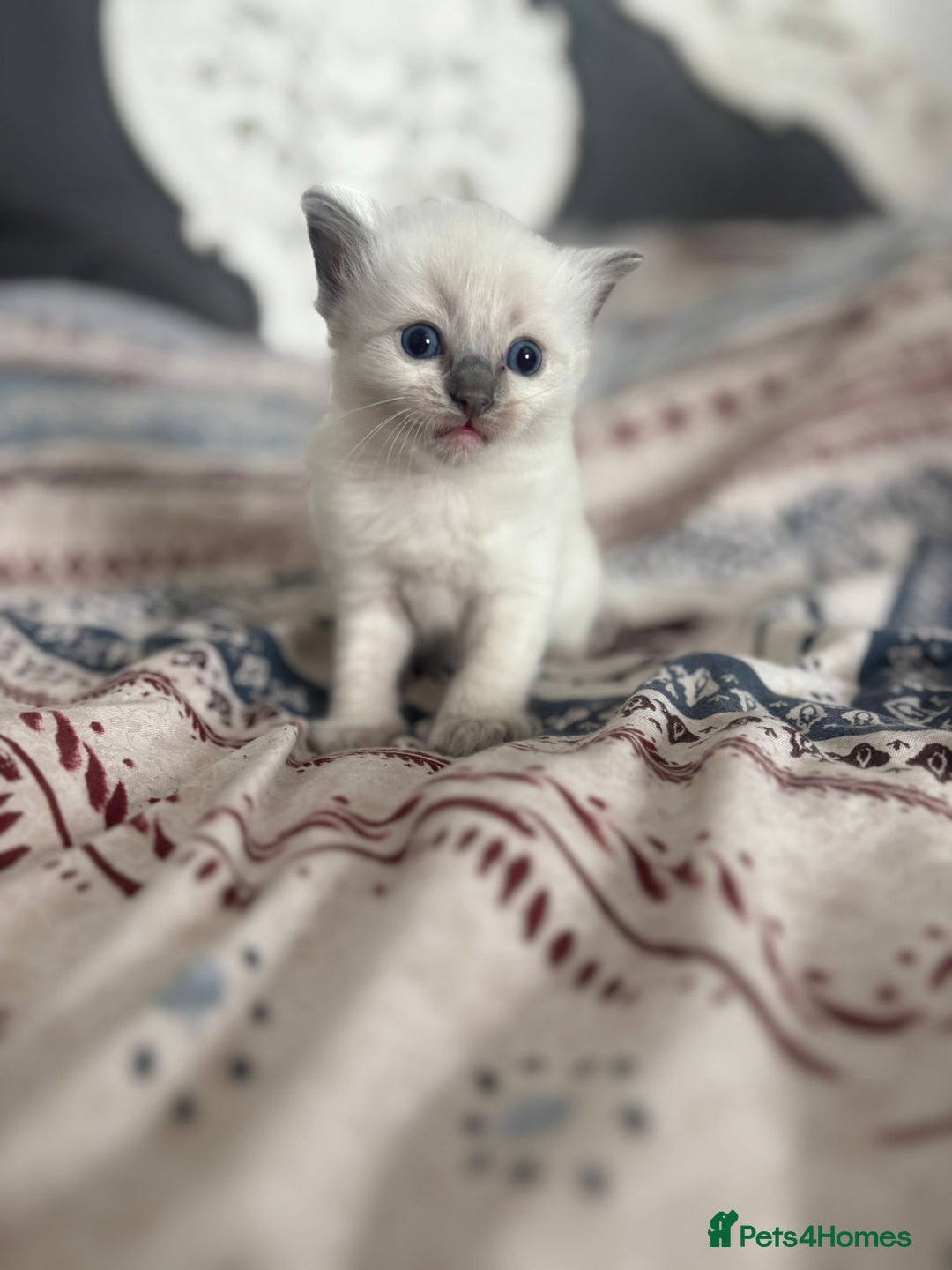 Ragdoll cats for sale: Ragdoll Kittens  - Image 5