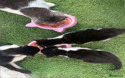 Domestic Shorthair cats for sale: Beautiful Domestic Cats-Mum,Dad&3 Adorable Kittens - Image 10