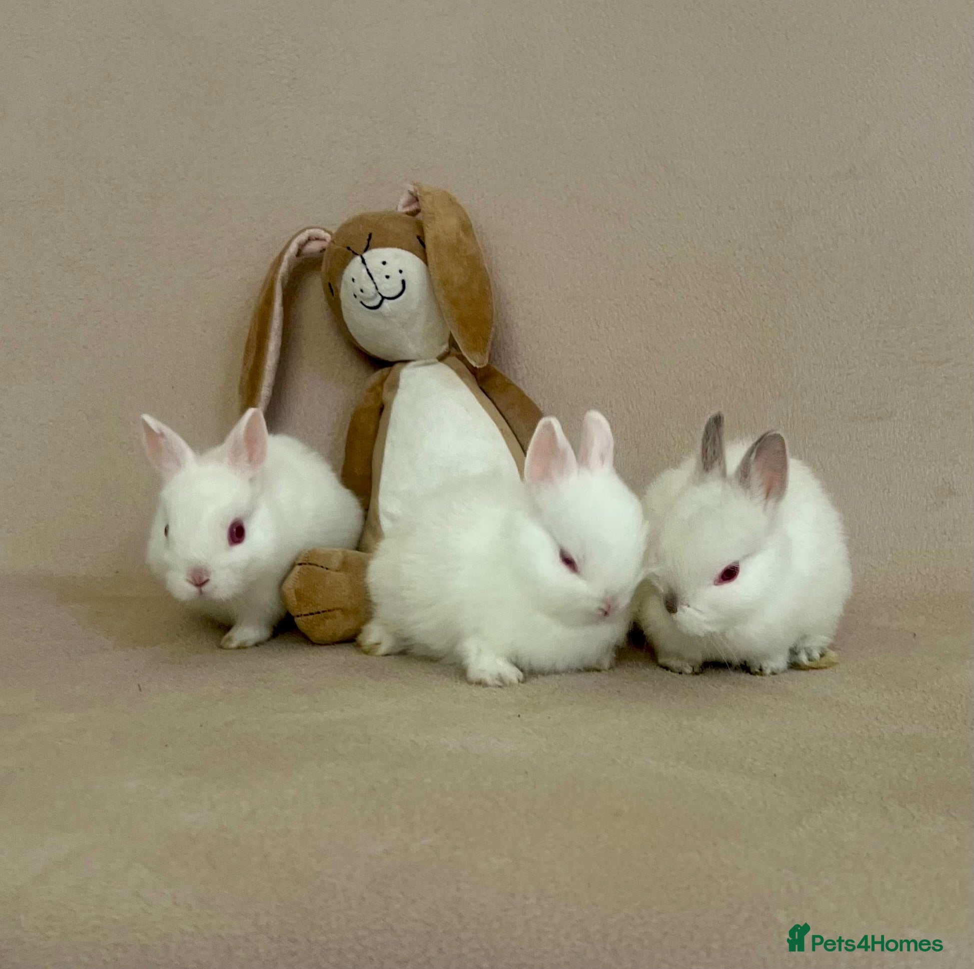 Netherland Dwarf rabbits Netherland Dwarf White Babies - Advert 2