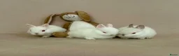 Netherland Dwarf rabbits for sale: Netherland Dwarf White Babies - Advert 2