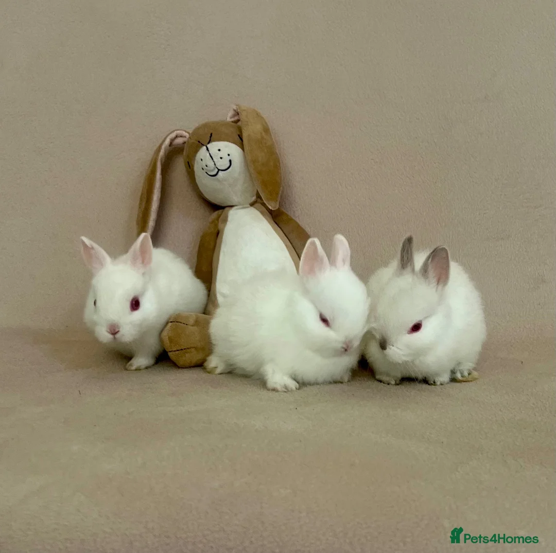 Netherland Dwarf rabbits for sale: Netherland Dwarf White Babies - Advert 2