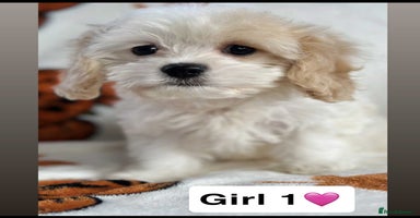 Cavachon dogs TWO GURLS DNA CLEAR CAVACHON PUPPIES  - Advert 3