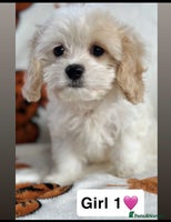 Cavachon dogs TWO GURLS DNA CLEAR CAVACHON PUPPIES - Advert 1
