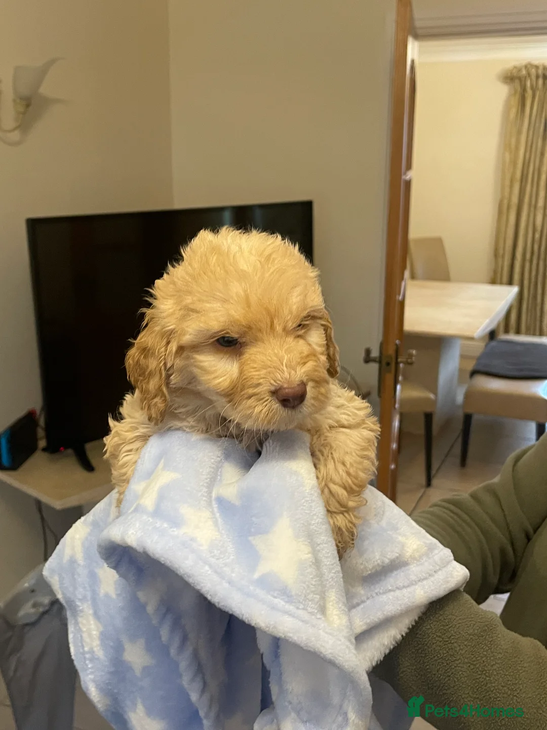 Cockapoo dogs for sale:  Cockapoo Puppies Ready for Loving Homes  - Advert 19