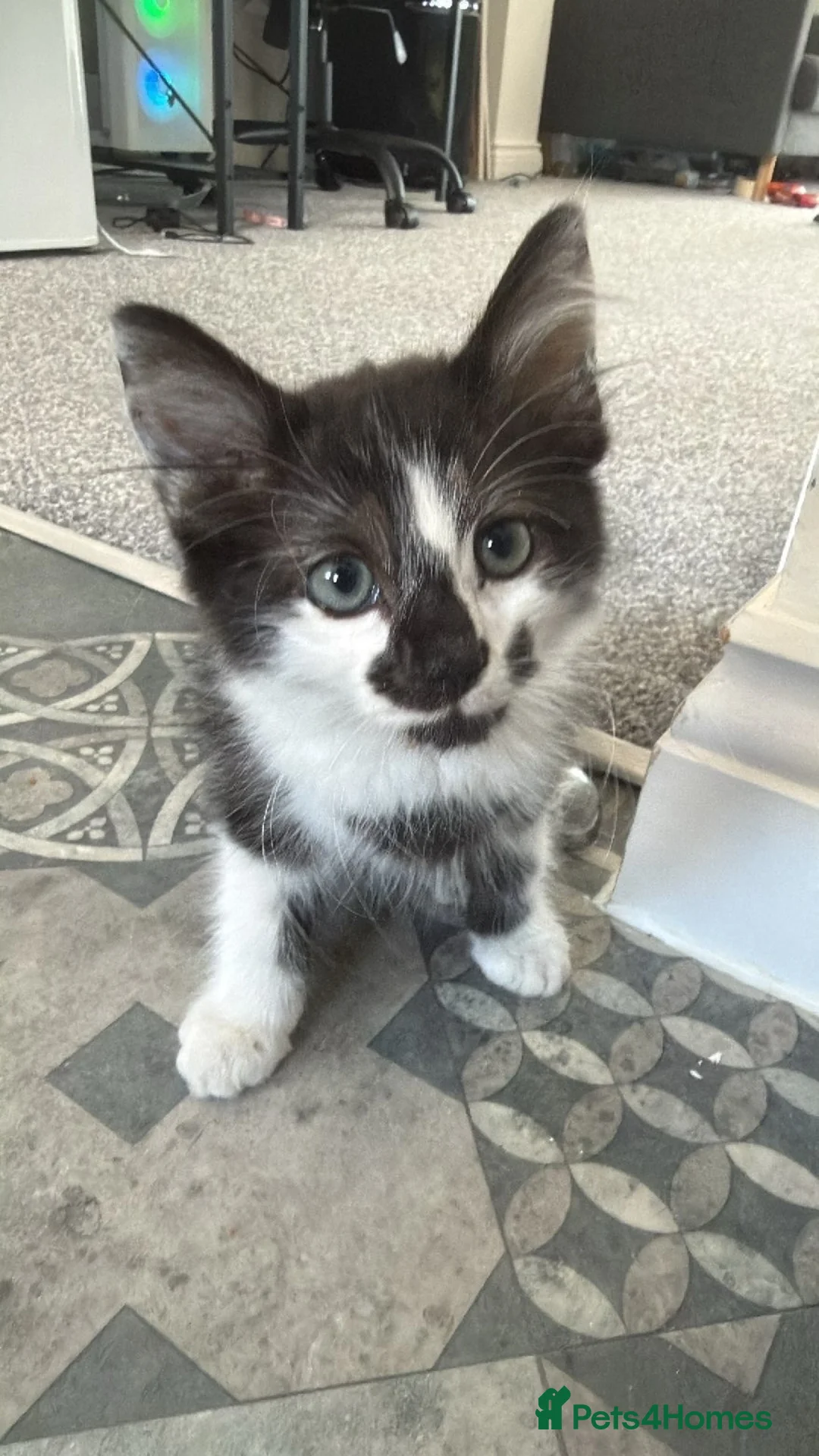 Mixed Breed cats for sale: Tuxedo kitten  in Redditch - Advert 2