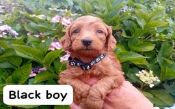Goldendoodle dogs for sale: Stunning Miniature Goldendoodles - Image 4