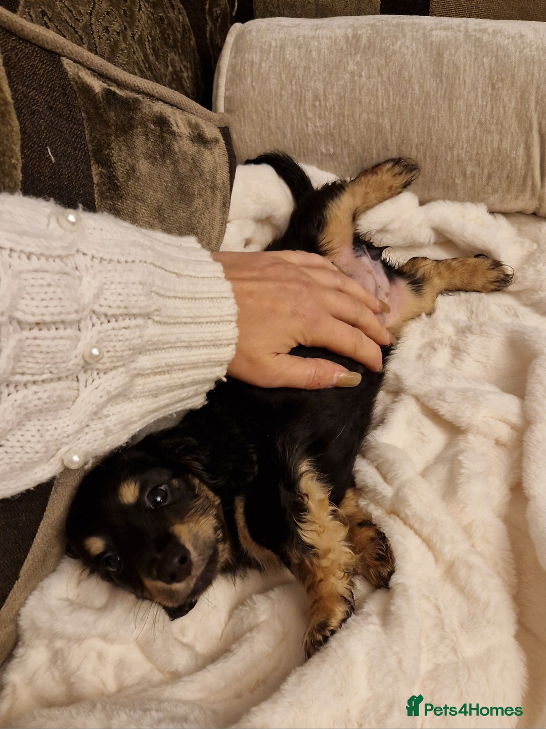 Miniature Dachshund dogs for sale:  Ready Now! Last Girl Long Coat Waiting For You  - Advert 15