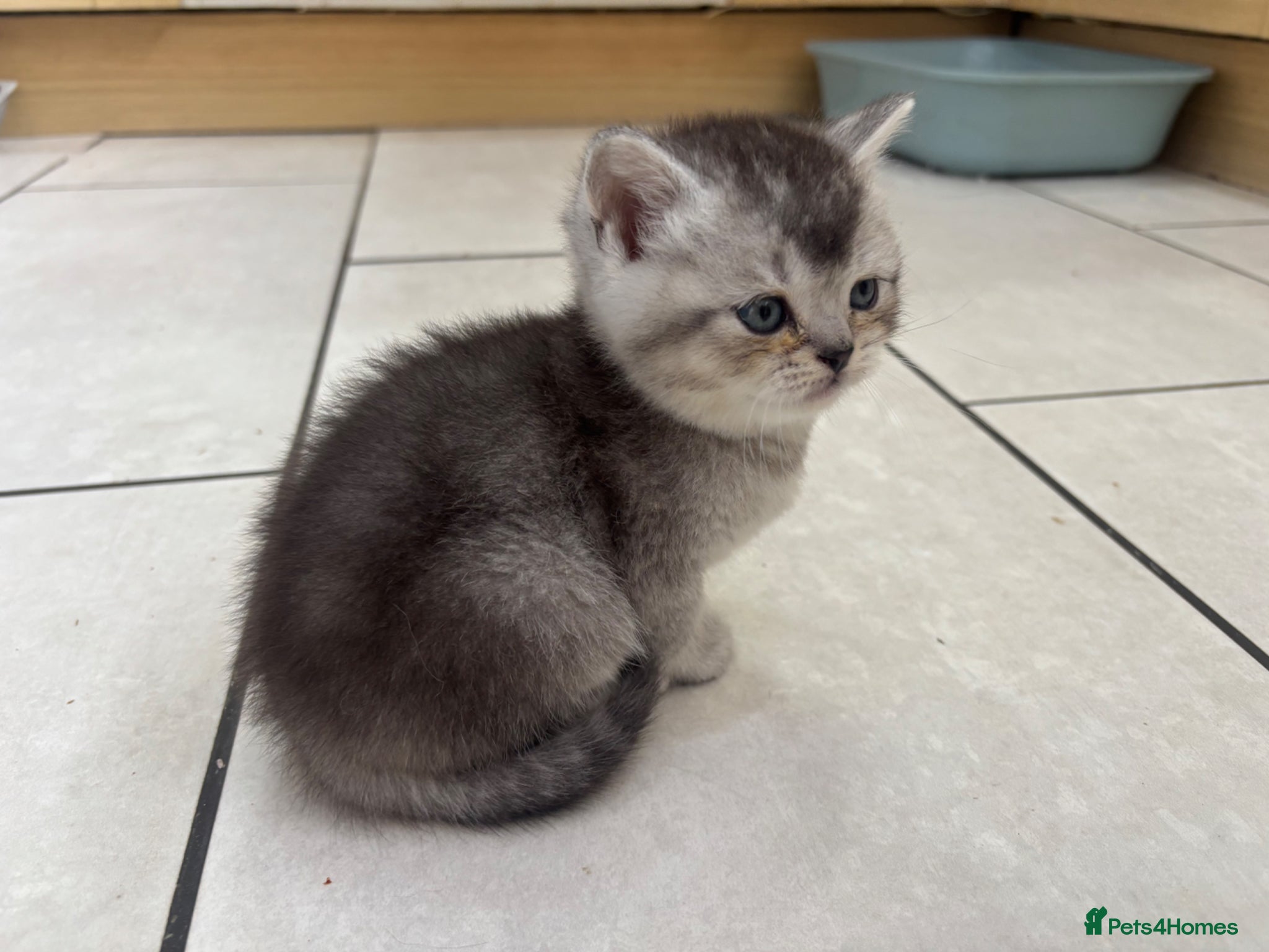 British Shorthair cats for sale: Beautiful family of stunning BSH and Blue - Advert 23