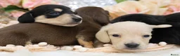 Miniature Dachshund dogs for sale: KC Miniature Dachshund Puppies - Advert 12