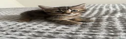 Maine Coon cats for sale: 🌟 Adorable Kittens ready for 4ever home 🌟 - Advert 11
