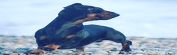 Miniature Dachshund dogs for stud: Kc reg IVDD screened pra clear mini smooth  in Newton Abbot - Advert 3