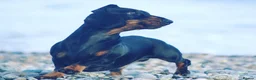 Miniature Dachshund dogs for stud: Kc reg IVDD screened pra clear mini smooth  in Newton Abbot - Advert 3