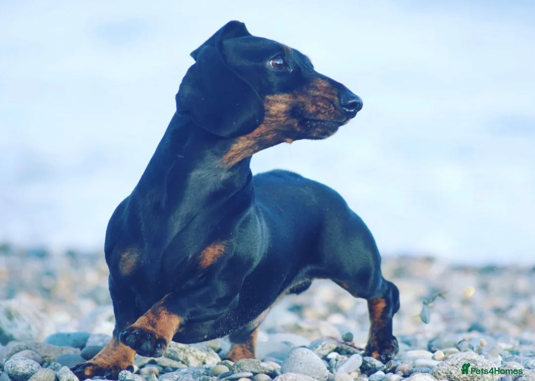 Miniature Dachshund dogs for stud: Kc reg IVDD screened pra clear mini smooth  in Newton Abbot - Advert 3