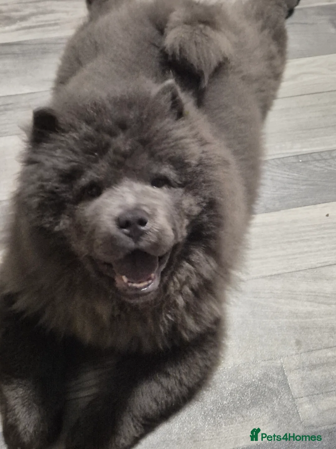 Chow Chow dogs for sale: Chow chow  in Newark - Advert 3