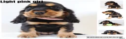 Cocker Spaniel dogs for sale: Cocker spaniel puppy’s  - Advert 6