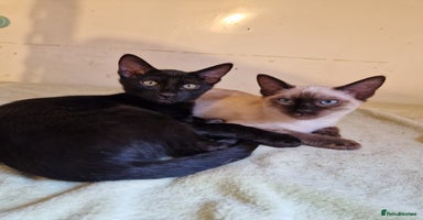 Mixed Breed cats - Advert 12