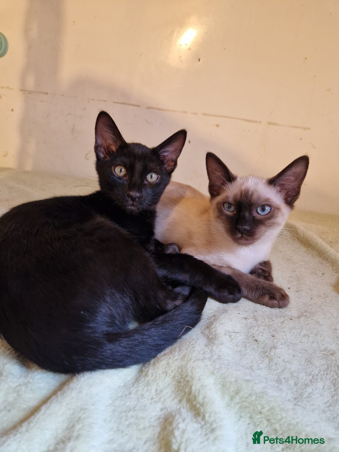 Mixed Breed cats for sale: Bengamese kittens, Bengal/Siamese mix  - Image 14