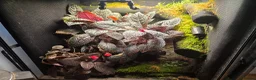 Frog reptiles for sale: Established Dart Frog Vivarium 50x50x60cm - Advert 3