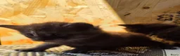 Maine Coon cats for sale: 1 Boy 1 Girl TAKE HOME TODAY - Advert 9