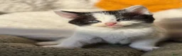 Mixed Breed cats for sale: 4 playful kittens 💌🐈‍⬛ in Merthyr Tydfil - Advert 7