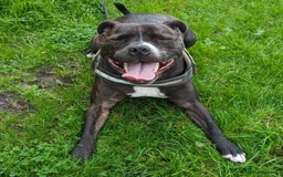 Staffordshire Bull Terrier dogs for sale: Male Staffy micro chipped ready for his new family - Image 11