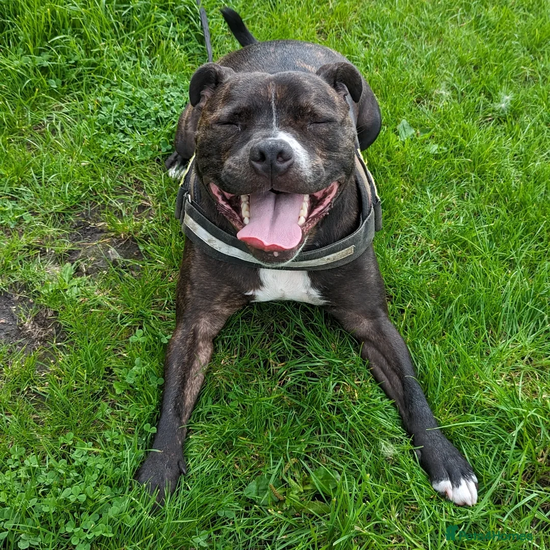 Staffordshire Bull Terrier dogs for sale: Male Staffy micro chipped ready for his new family - Image 11