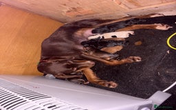 Mixed Breed dogs for sale: ❣️ beautiful Puppie’s ❣️ - Image 18