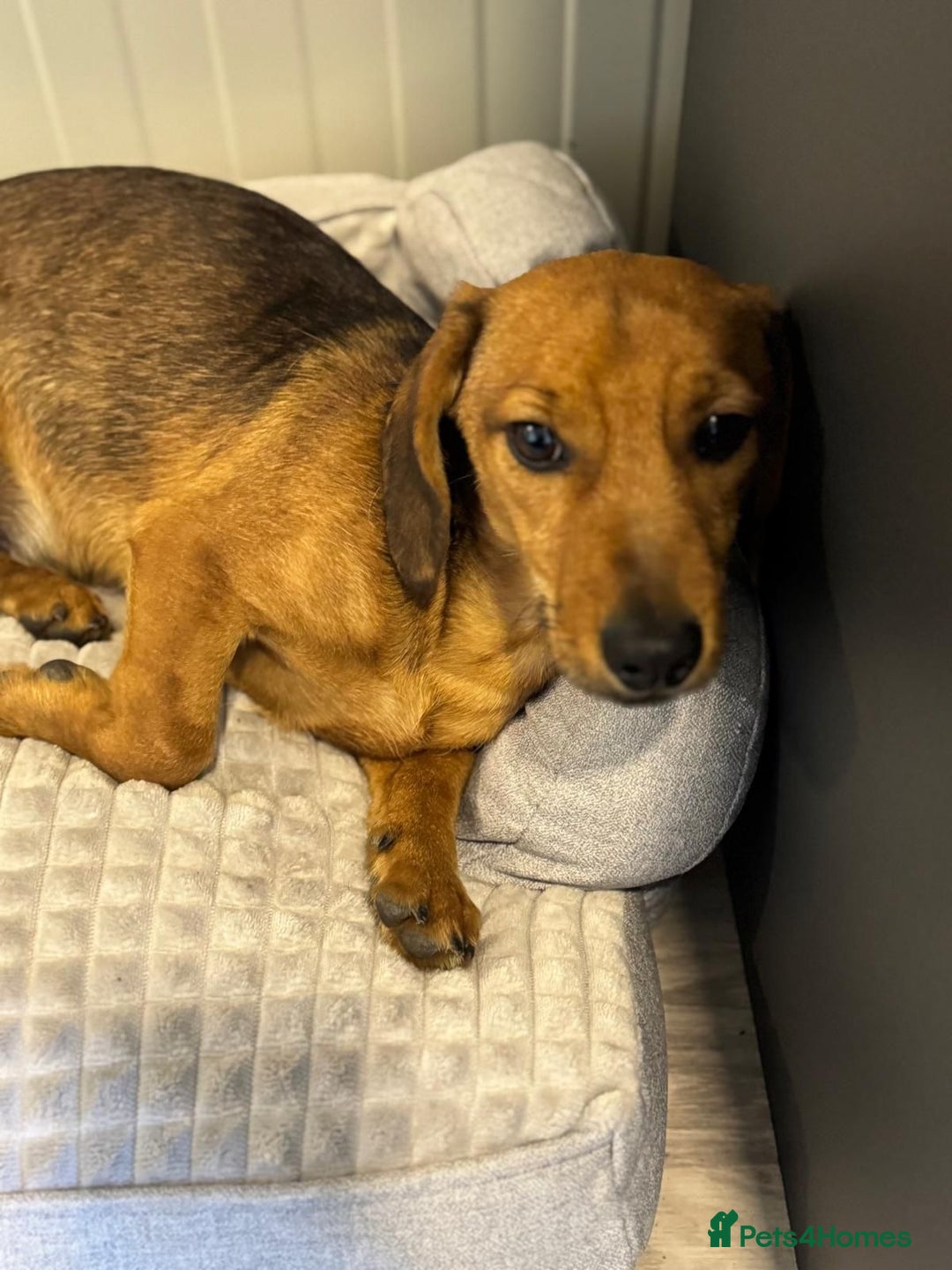 Mixed Breed dogs for adoption: Cutie pie Alex ready for his home - Advert 2