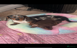 Miniature Dachshund dogs for sale: Beautiful 2 Blue Eyed Dapple Adult Female  - Image 1