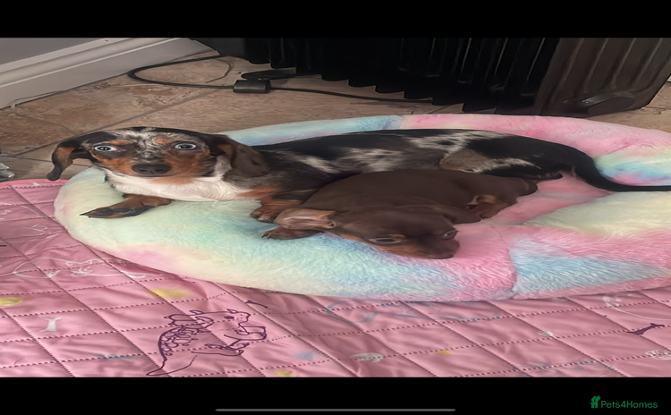 Miniature Dachshund dogs - Advert 5
