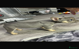 French Bulldog dogs for sale: fluffy French bulldogs  - Image 3