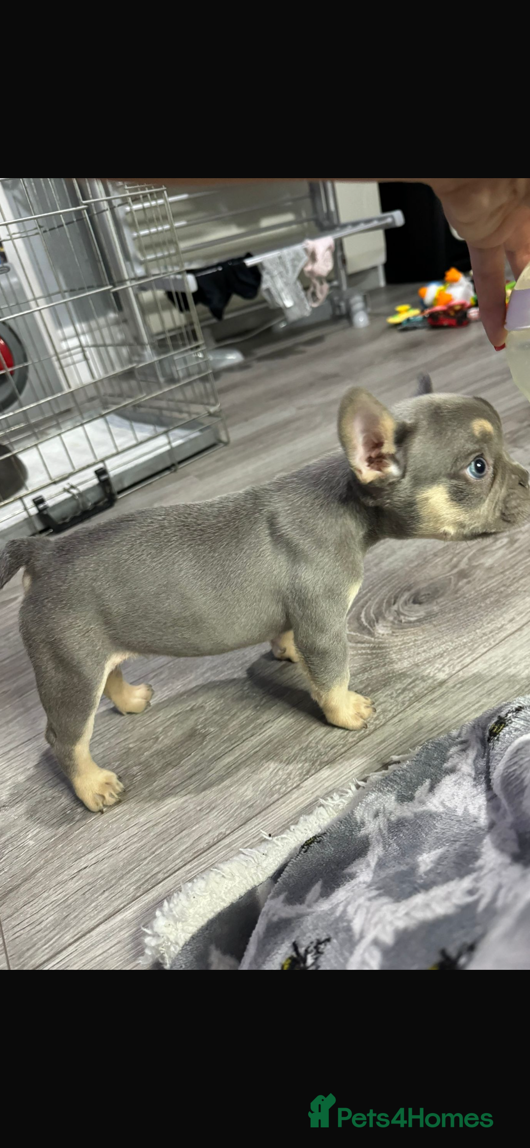 French Bulldog dogs for sale: fluffy French bulldogs  - Image 3