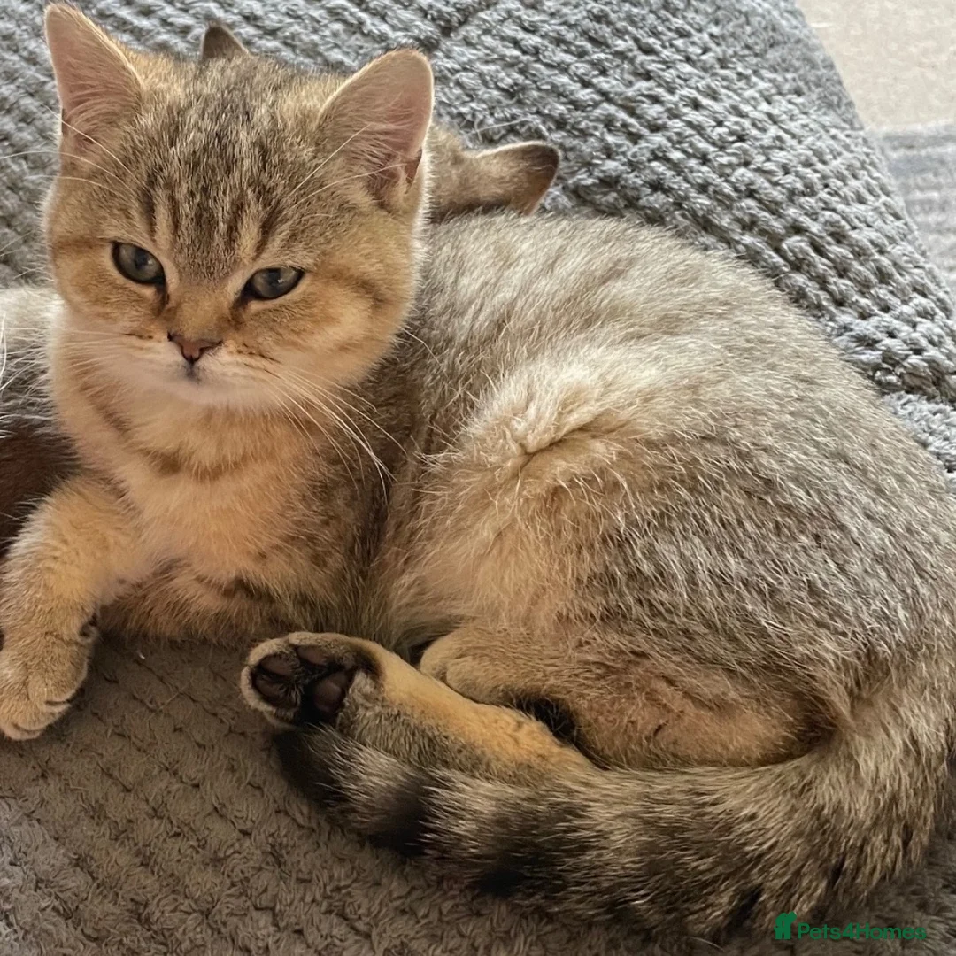 British Shorthair cats for sale: TICA reg black golden boy xx - Advert 1
