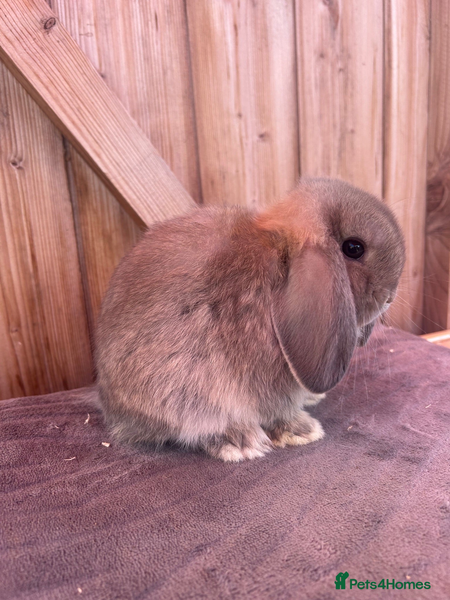 Mini Lop rabbits Show bloodline mini lop babies ready now - Advert 2