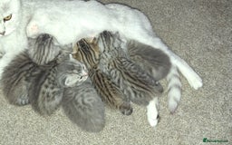 British Shorthair cats for sale: 2 female 4 male kittens  - Image 5